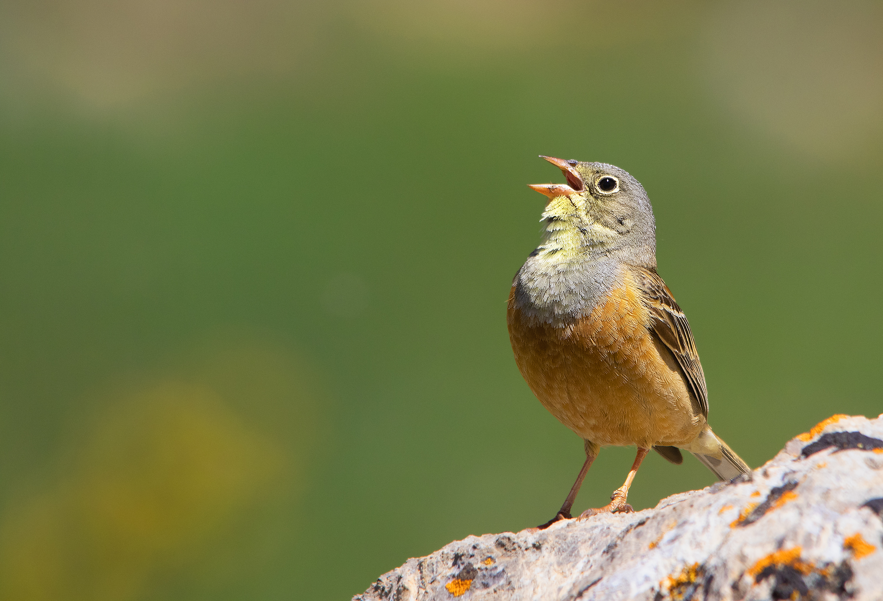 Ortolan Bunting